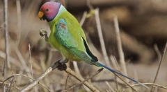 Parrotgyűrű redogol